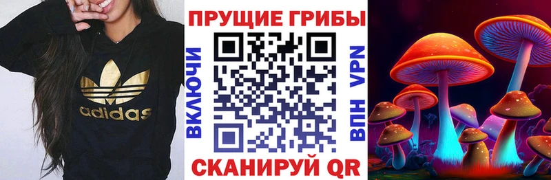 Галлюциногенные грибы Psilocybe  Хасавюрт 